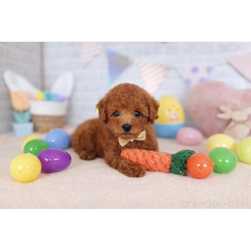 販売中の北海道のトイプードル-449635の3枚目