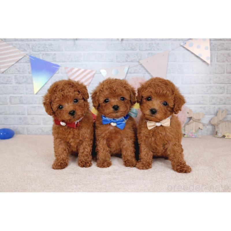 販売中の北海道のトイプードル-449635の2枚目