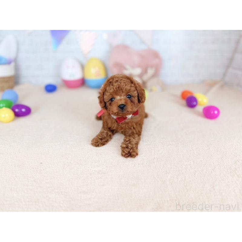 販売中の北海道のトイプードル-449636の5枚目