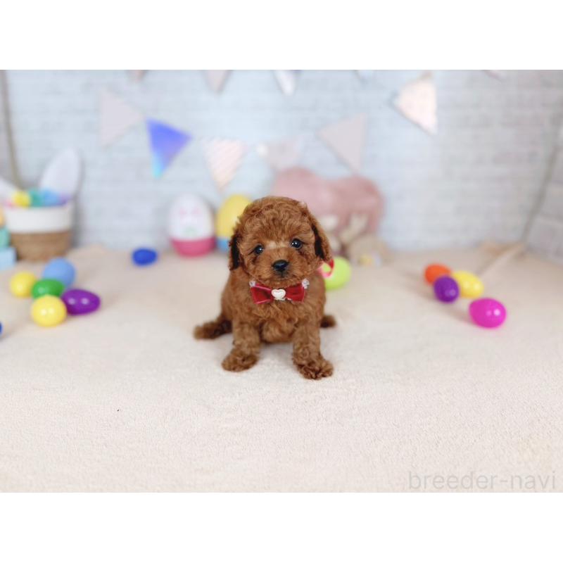 販売中の北海道のトイプードル-449636の4枚目