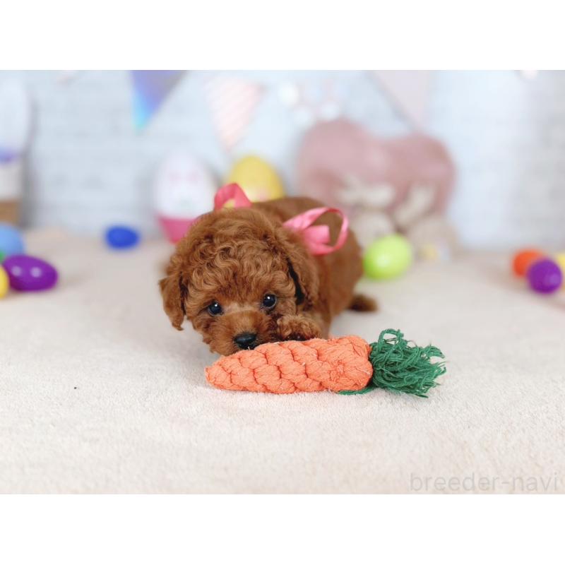 販売中の北海道のトイプードル-449636の3枚目