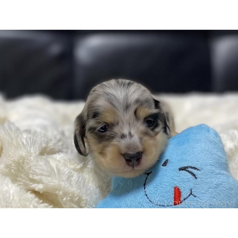 販売中の岐阜県のミニチュアダックスフンド(ロングヘアード)-450028の7枚目