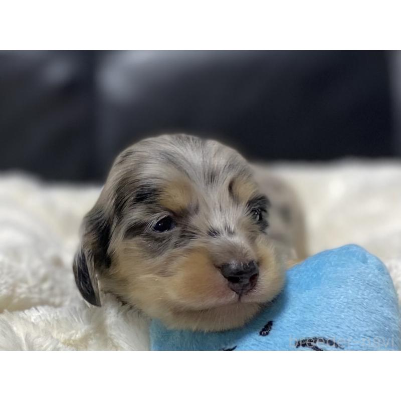 販売中の岐阜県のミニチュアダックスフンド(ロングヘアード)-450028の6枚目