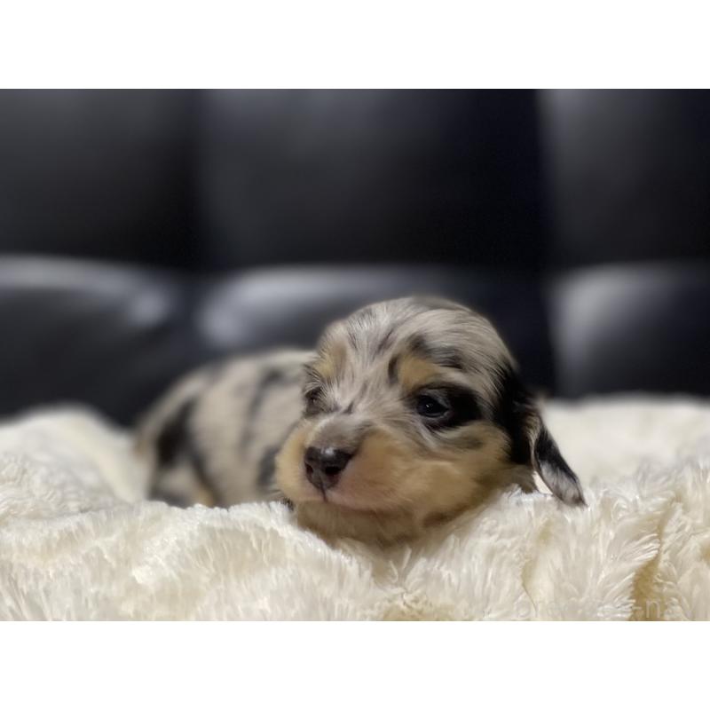 販売中の岐阜県のミニチュアダックスフンド(ロングヘアード)-450028の5枚目