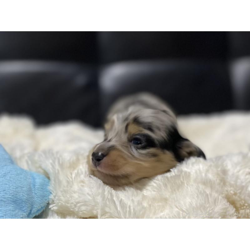 販売中の岐阜県のミニチュアダックスフンド(ロングヘアード)-450028の4枚目