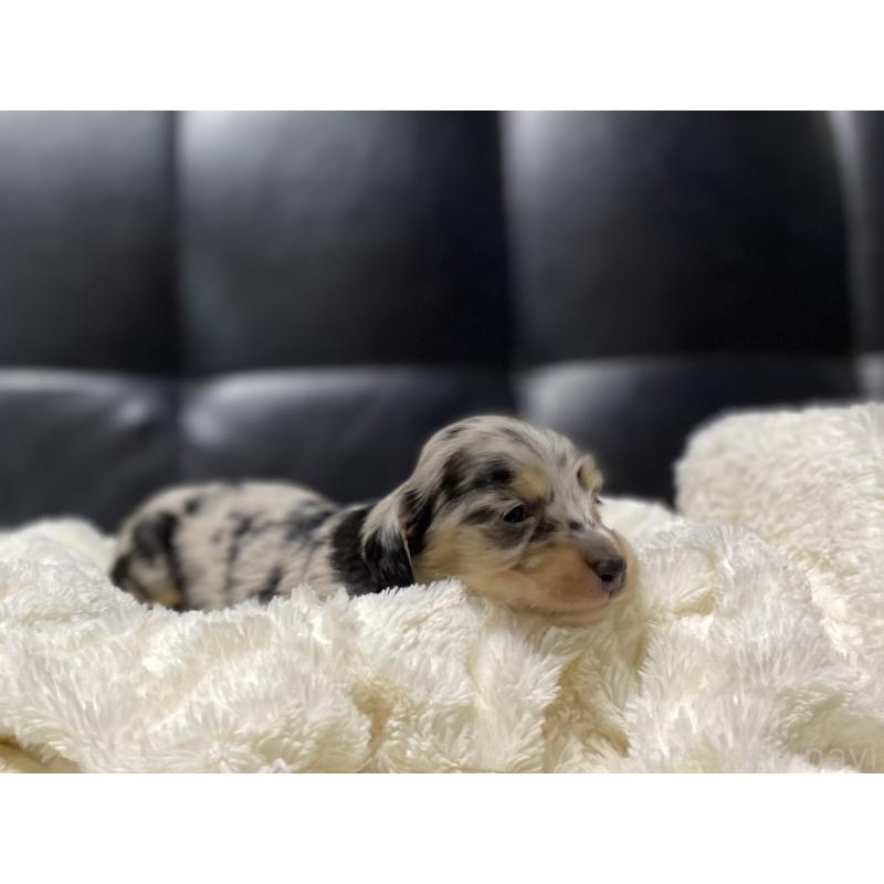 販売中の岐阜県のミニチュアダックスフンド(ロングヘアード)-450028の3枚目