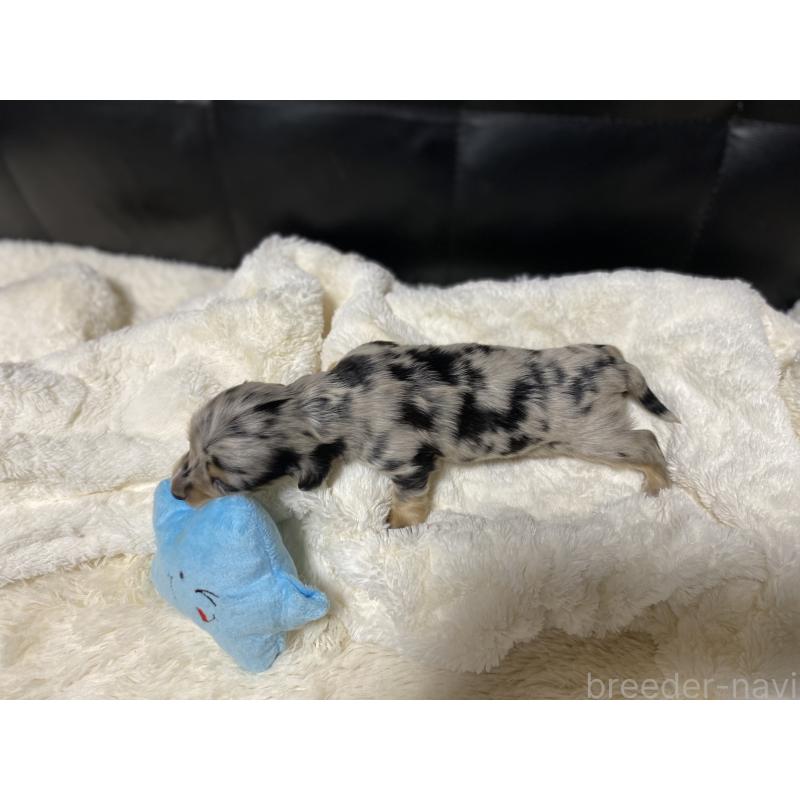 販売中の岐阜県のミニチュアダックスフンド(ロングヘアード)-450028の2枚目