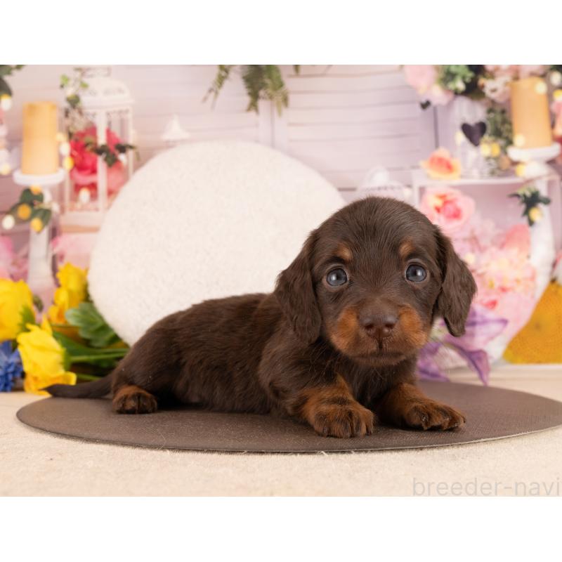 販売中の愛知県のミニチュアダックスフンド(ロングヘアード)-450030の5枚目