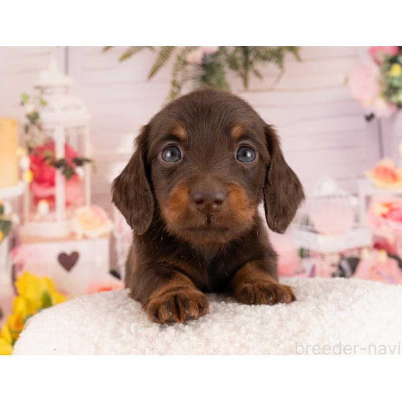 販売中の愛知県のミニチュアダックスフンド(ロングヘアード)-450030の4枚目