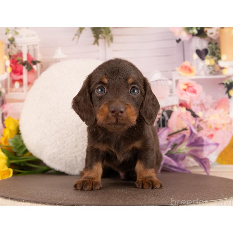 販売中の愛知県のミニチュアダックスフンド(ロングヘアード)-450030の3枚目