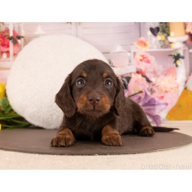 販売中の愛知県のミニチュアダックスフンド(ロングヘアード)-450030の2枚目