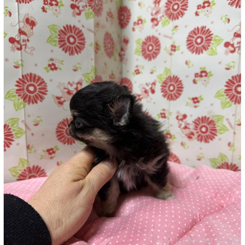 販売中の愛知県のチワワ(ロングコート)-450027の4枚目