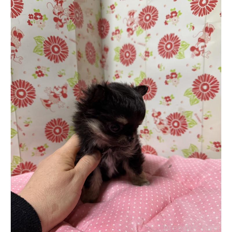 販売中の愛知県のチワワ(ロングコート)-450027の3枚目