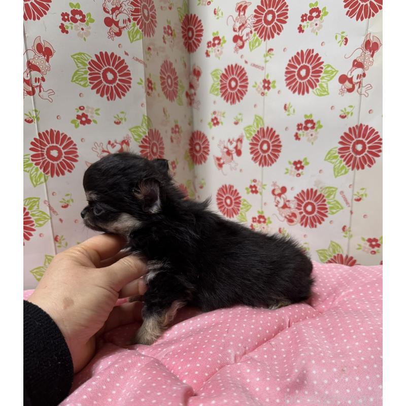 販売中の愛知県のチワワ(ロングコート)-450027の2枚目