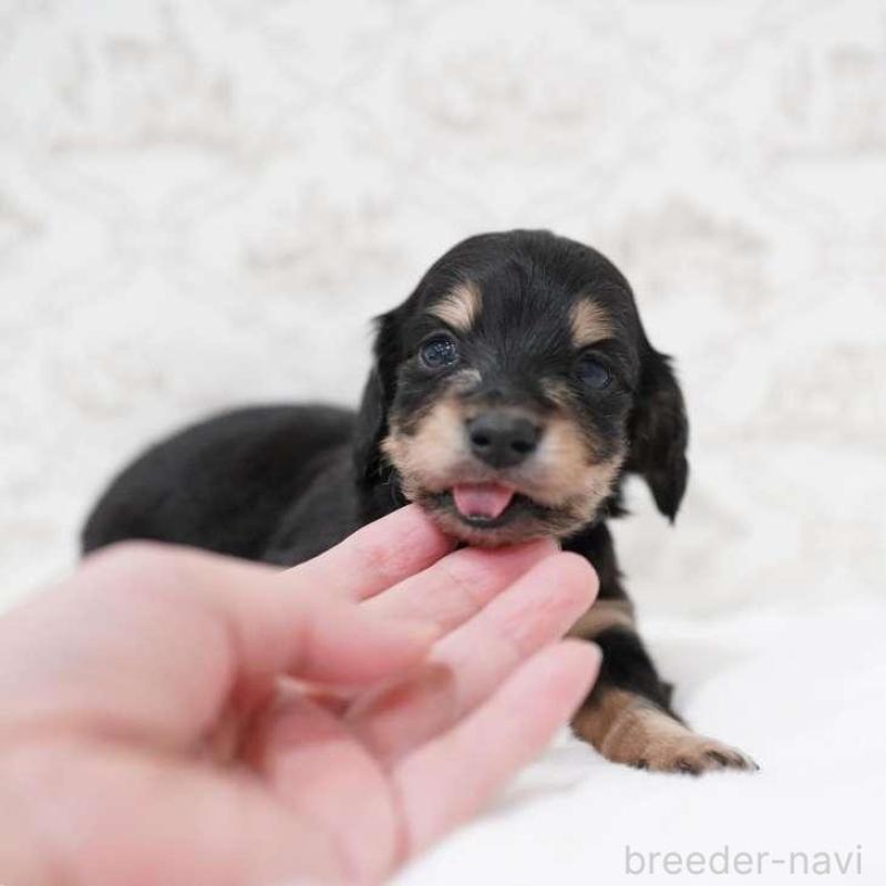 販売中の埼玉県のカニンヘンダックスフンド(ロングヘアード)-450026の4枚目