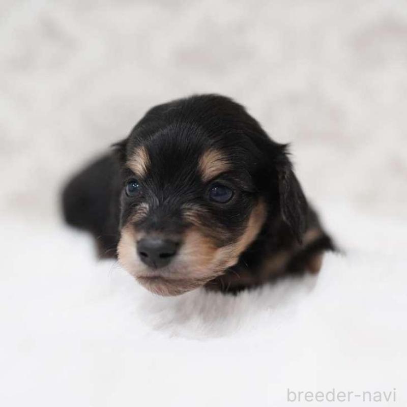 販売中の埼玉県のカニンヘンダックスフンド(ロングヘアード)-450026の3枚目