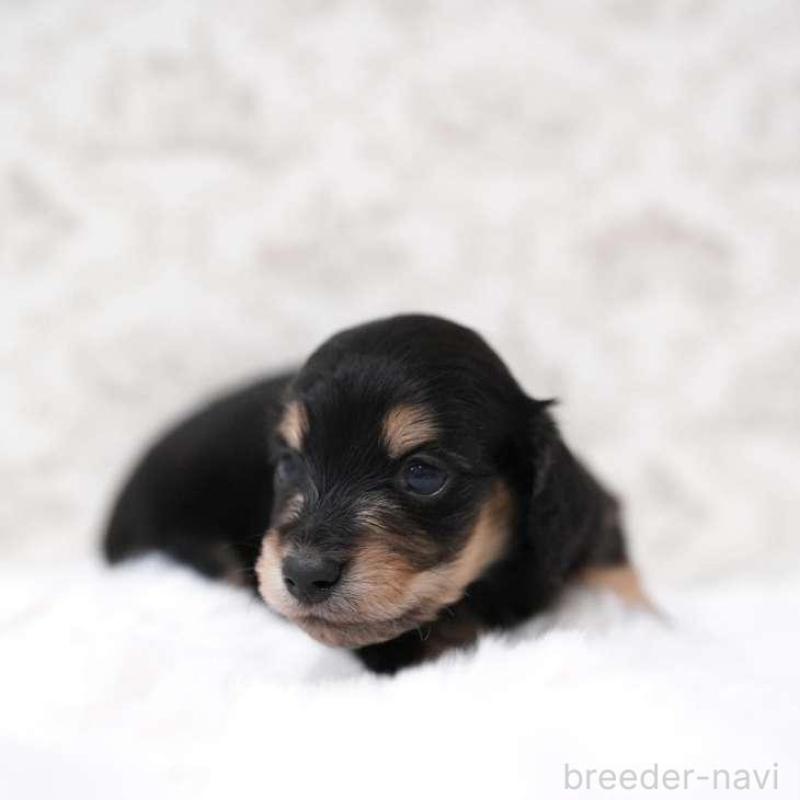 販売中の埼玉県のカニンヘンダックスフンド(ロングヘアード)-450026の2枚目