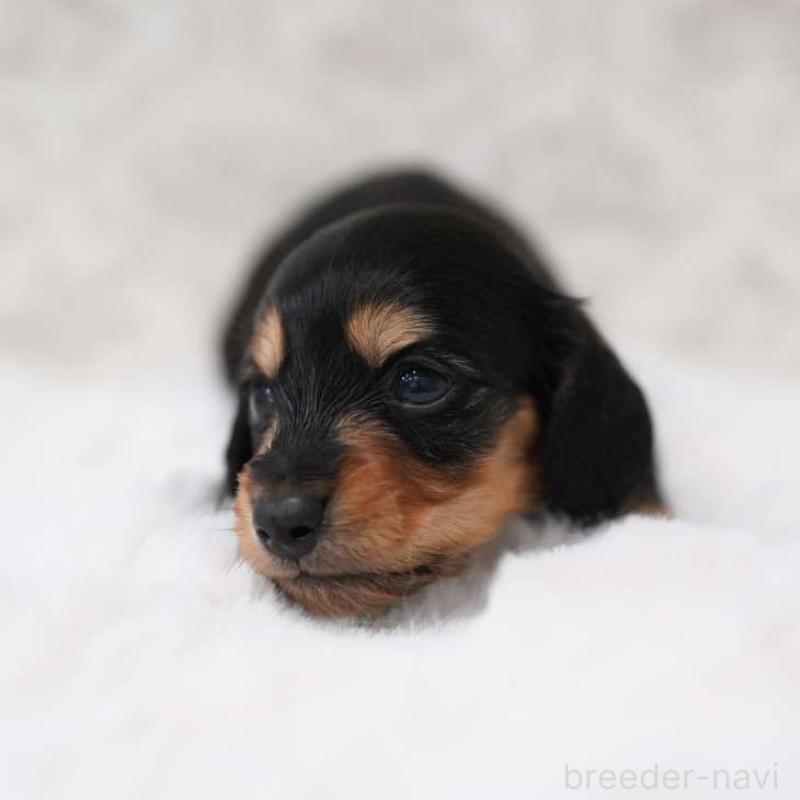 販売中の埼玉県のカニンヘンダックスフンド(ロングヘアード)-450029の6枚目