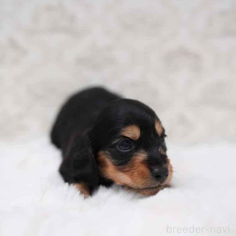 販売中の埼玉県のカニンヘンダックスフンド(ロングヘアード)-450029の4枚目