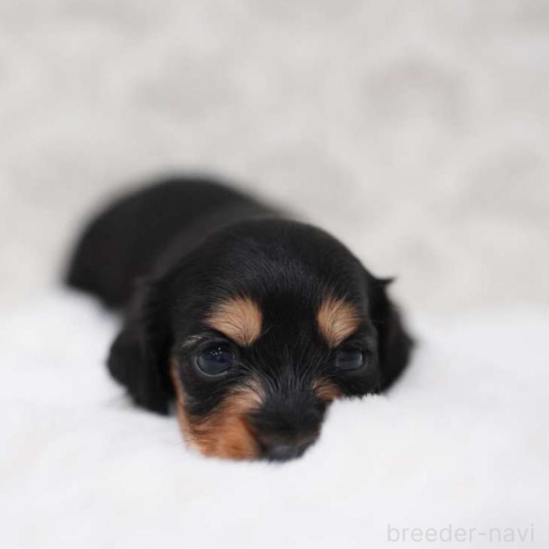 販売中の埼玉県のカニンヘンダックスフンド(ロングヘアード)-450029の5枚目