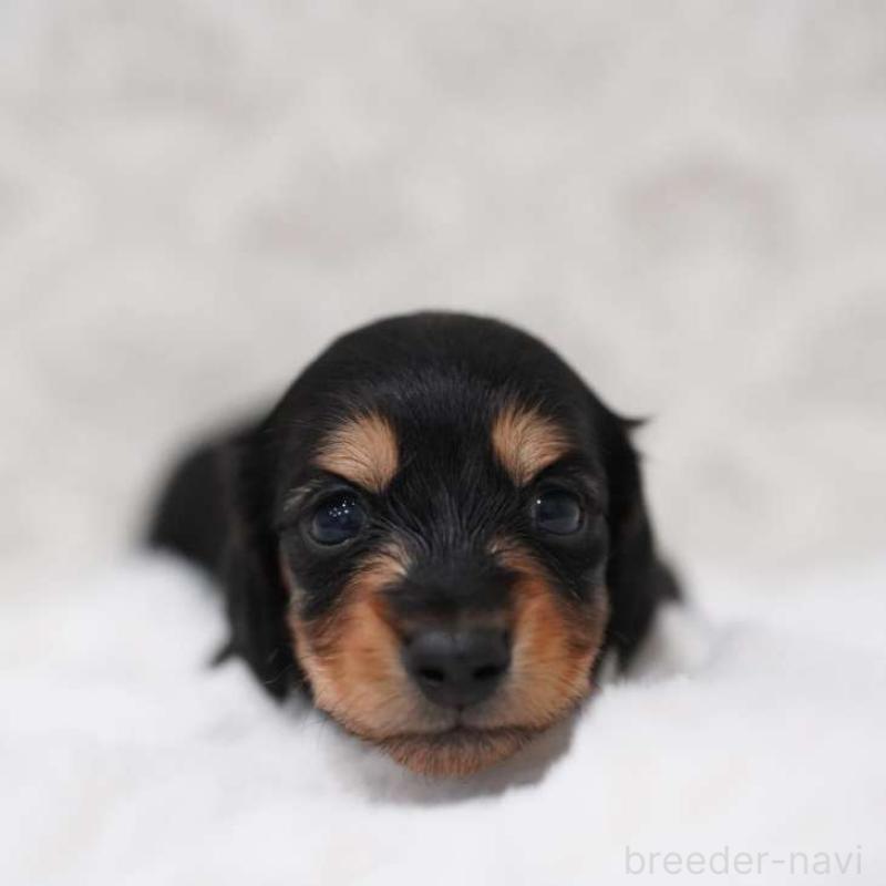 販売中の埼玉県のカニンヘンダックスフンド(ロングヘアード)-450029の3枚目