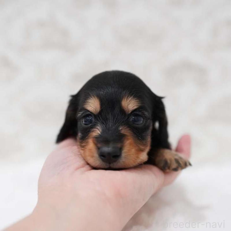 販売中の埼玉県のカニンヘンダックスフンド(ロングヘアード)-450029