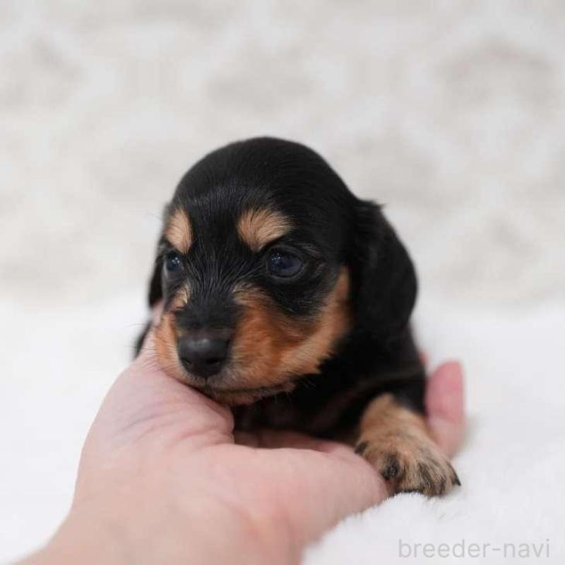 販売中の埼玉県のカニンヘンダックスフンド(ロングヘアード)-450029の2枚目