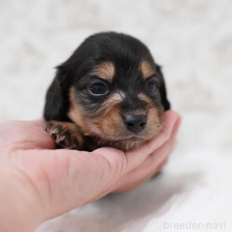 販売中の埼玉県のカニンヘンダックスフンド(ロングヘアード)-450031の4枚目