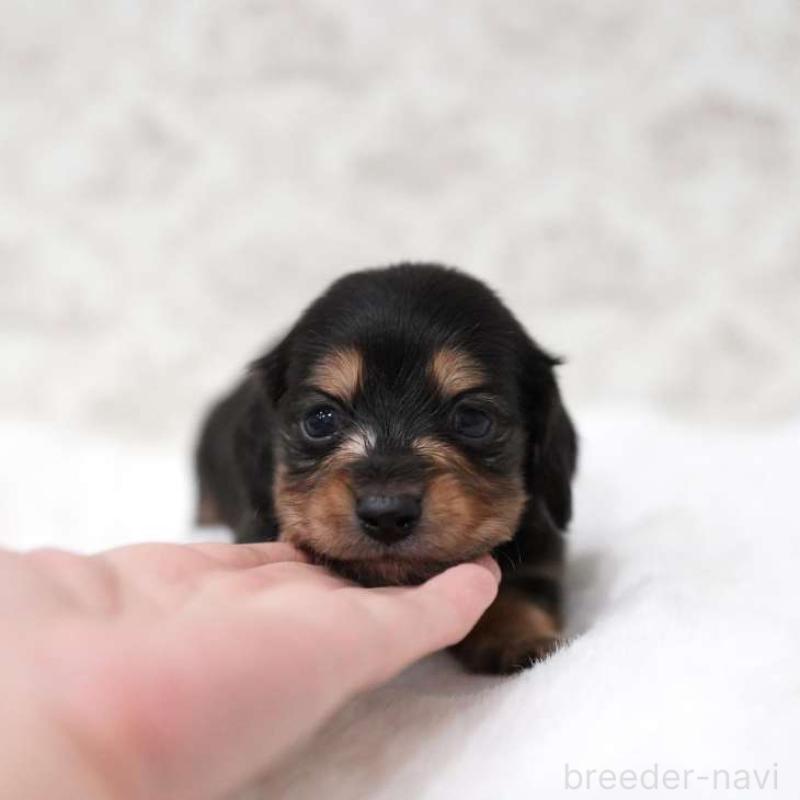 販売中の埼玉県のカニンヘンダックスフンド(ロングヘアード)-450031の2枚目