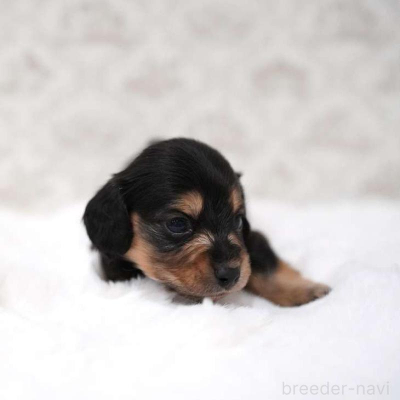 販売中の埼玉県のカニンヘンダックスフンド(ロングヘアード)-450031の3枚目