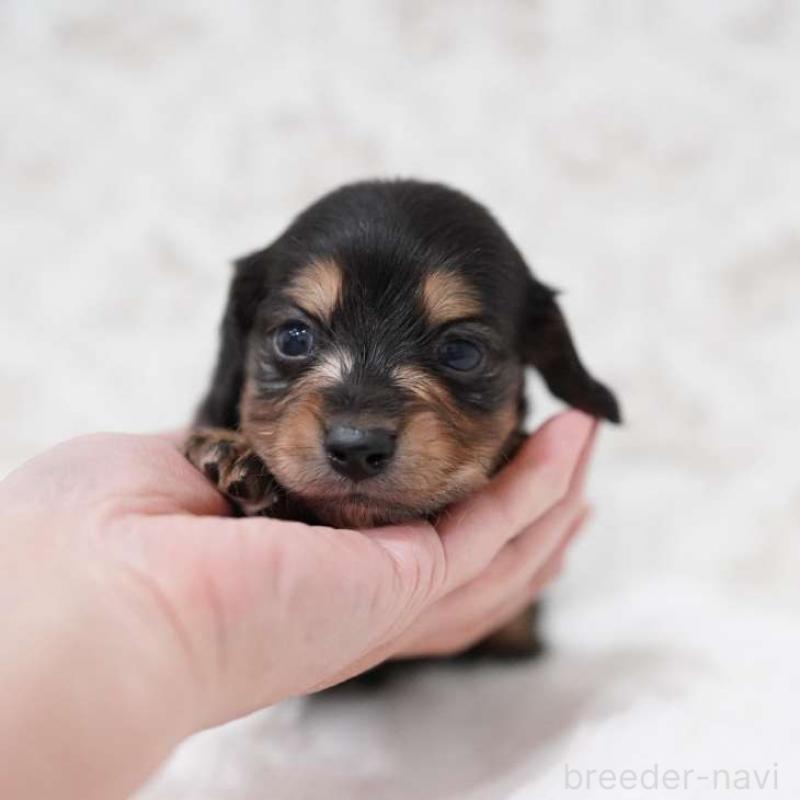 販売中の埼玉県のカニンヘンダックスフンド(ロングヘアード)-450031の1枚目