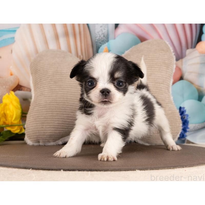 販売中の愛知県のチワワ(ロングコート)-450034の5枚目