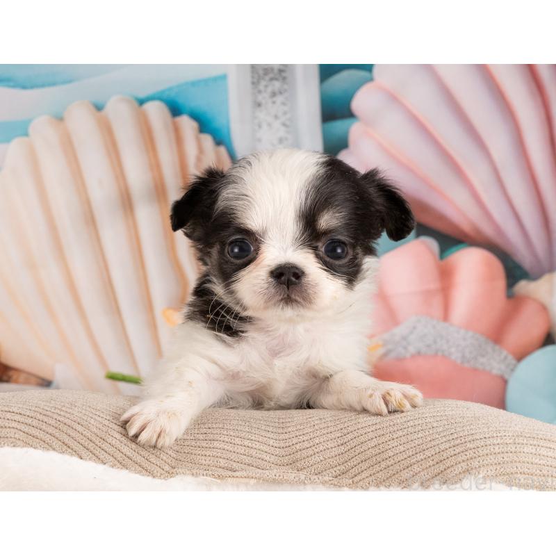 販売中の愛知県のチワワ(ロングコート)-450034の4枚目