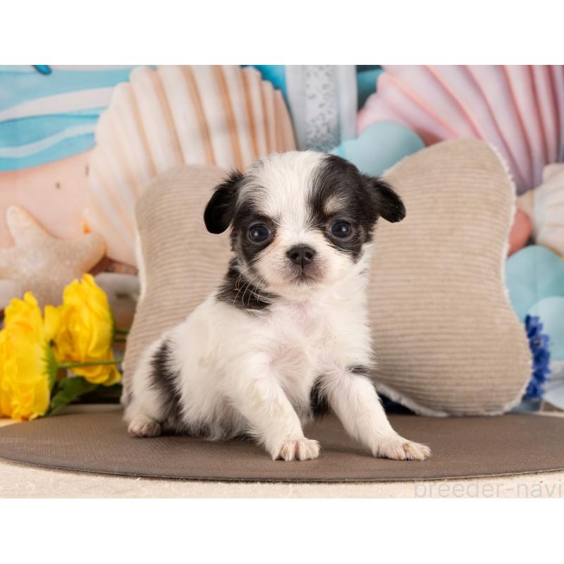 販売中の愛知県のチワワ(ロングコート)-450034の3枚目