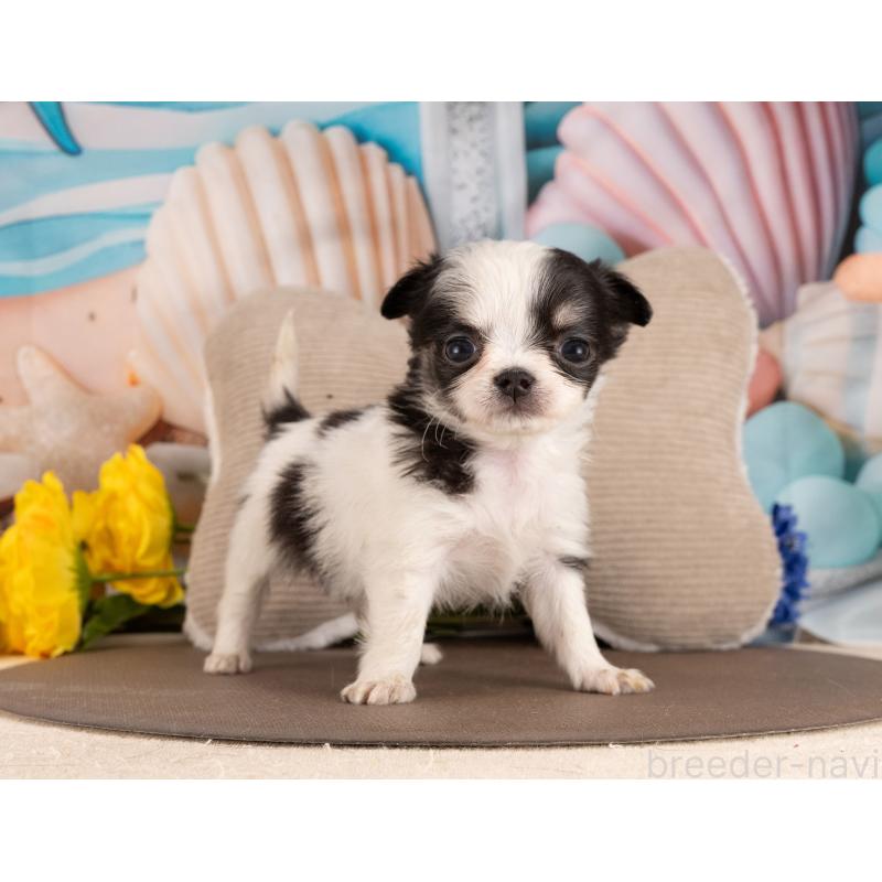 販売中の愛知県のチワワ(ロングコート)-450034の2枚目