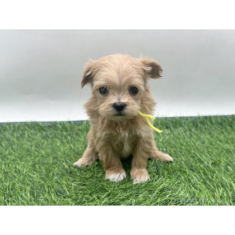 販売中の愛知県のマルプー:マルチーズ×トイプードル-450033の1枚目