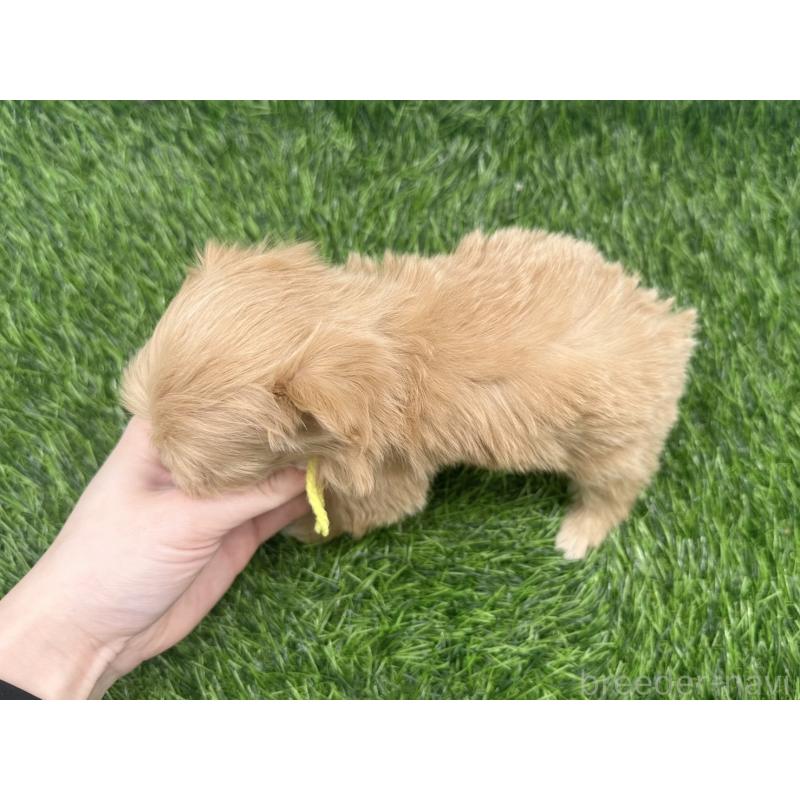 販売中の愛知県のマルプー:マルチーズ×トイプードル-450033の5枚目