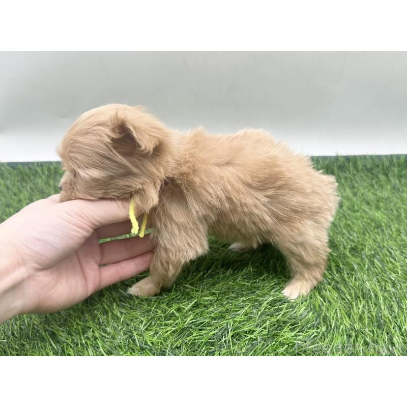 販売中の愛知県のマルプー:マルチーズ×トイプードル-450033の4枚目