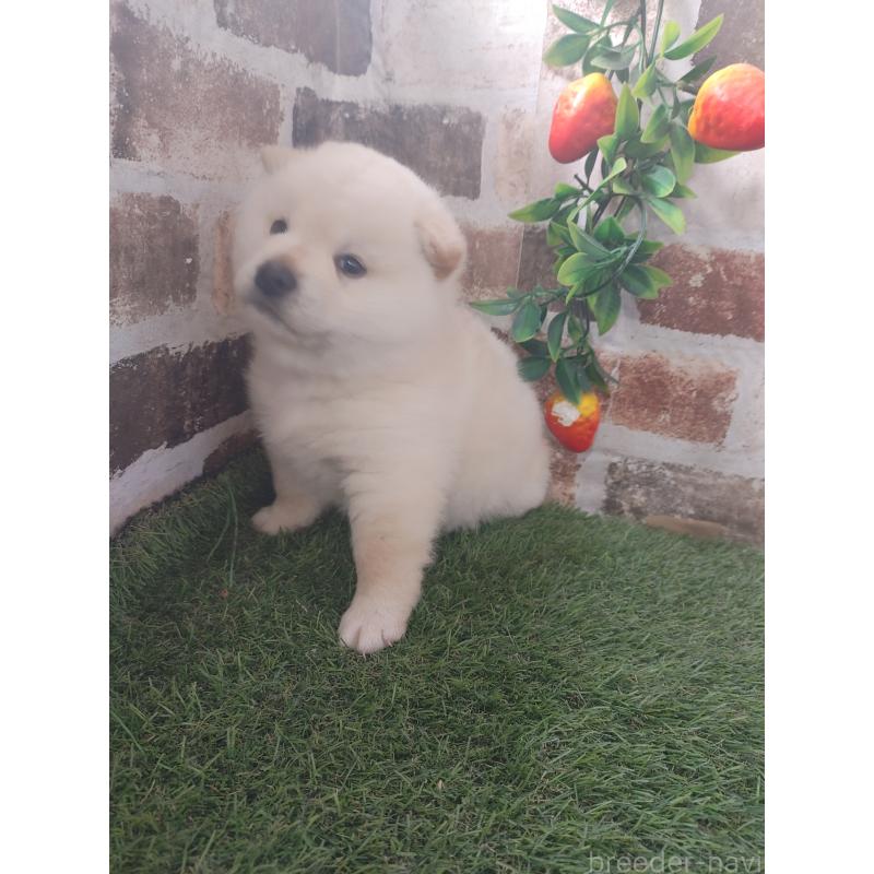 販売中の鹿児島県の柴犬-450032の4枚目