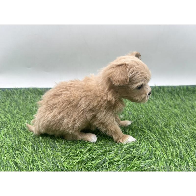 販売中の愛知県のマルプー:マルチーズ×トイプードル-450033の3枚目