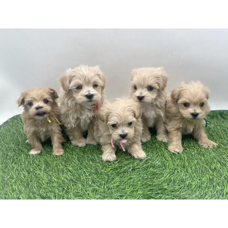 販売中の愛知県のマルプー:マルチーズ×トイプードル-450033の2枚目