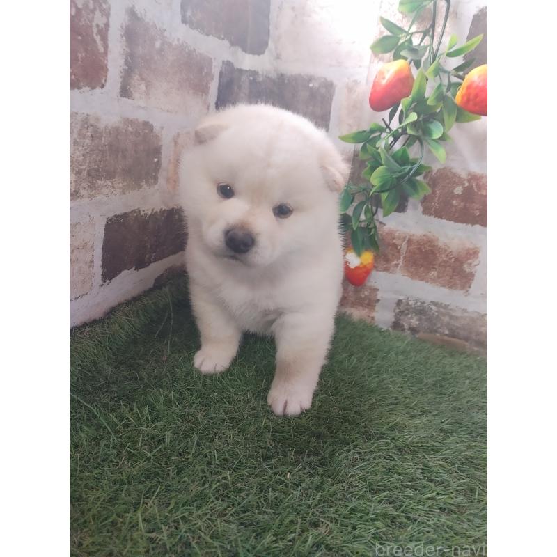 販売中の鹿児島県の柴犬-450032の3枚目