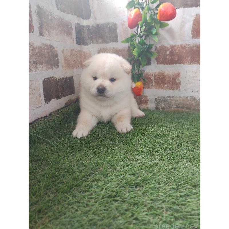 販売中の鹿児島県の柴犬-450032の2枚目