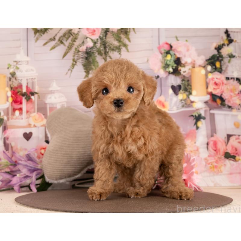 販売中の愛知県のトイプードル-450038の5枚目