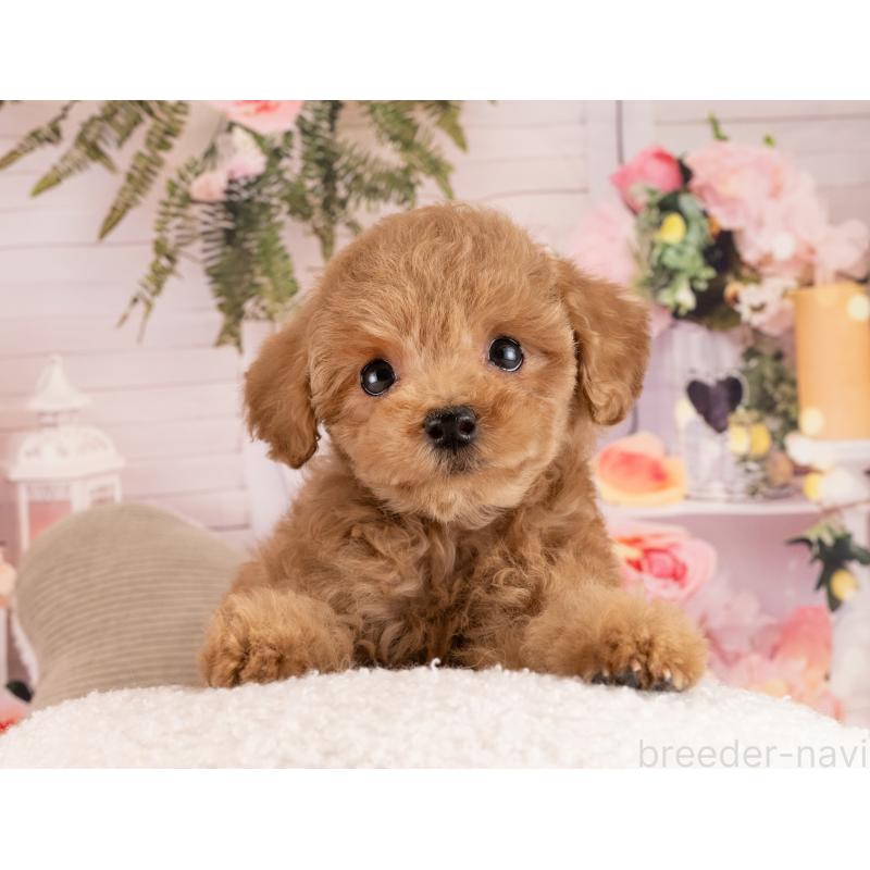 販売中の愛知県のトイプードル-450038の4枚目