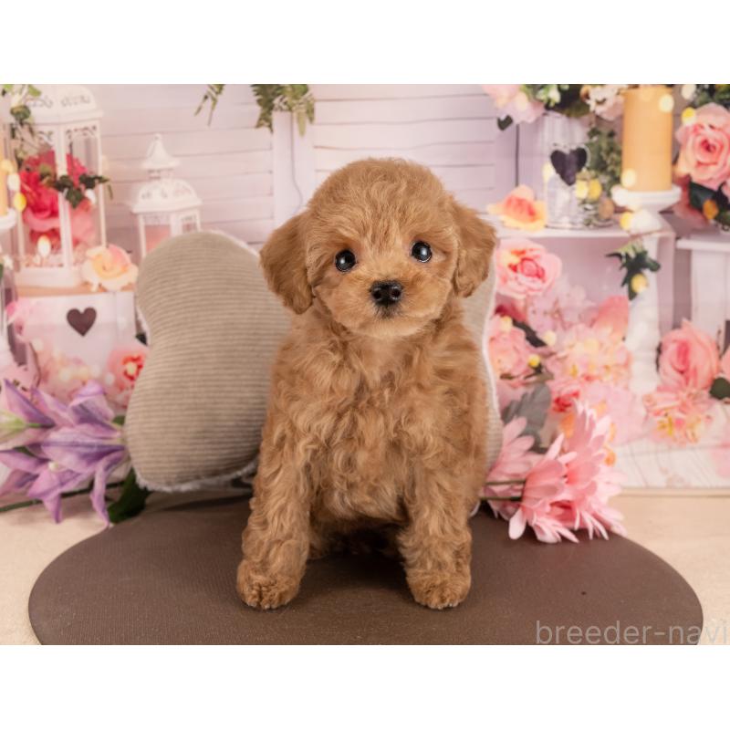 販売中の愛知県のトイプードル-450038の3枚目