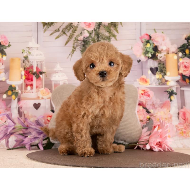 販売中の愛知県のトイプードル-450038の2枚目