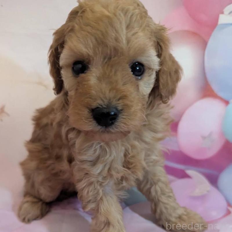 販売中の徳島県のタイニープードル-450035の1枚目