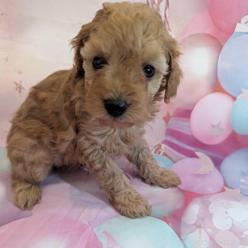 販売中の徳島県のタイニープードル-450035の3枚目