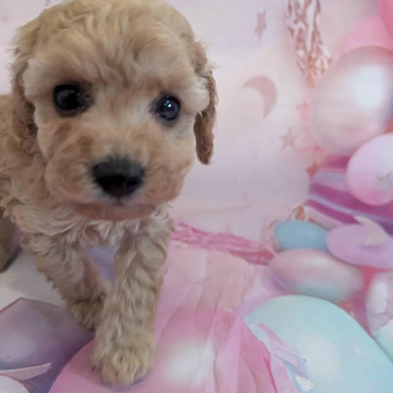 販売中の徳島県のタイニープードル-450036の3枚目